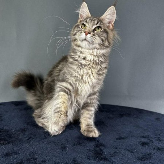Maine Coon Alva Yumira