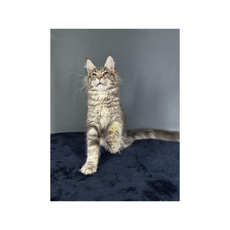 Maine Coon Alva Yumira