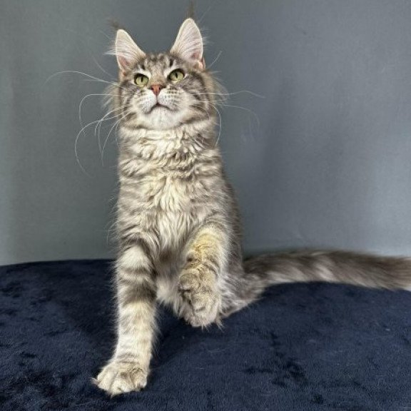 Maine Coon Alva Yumira