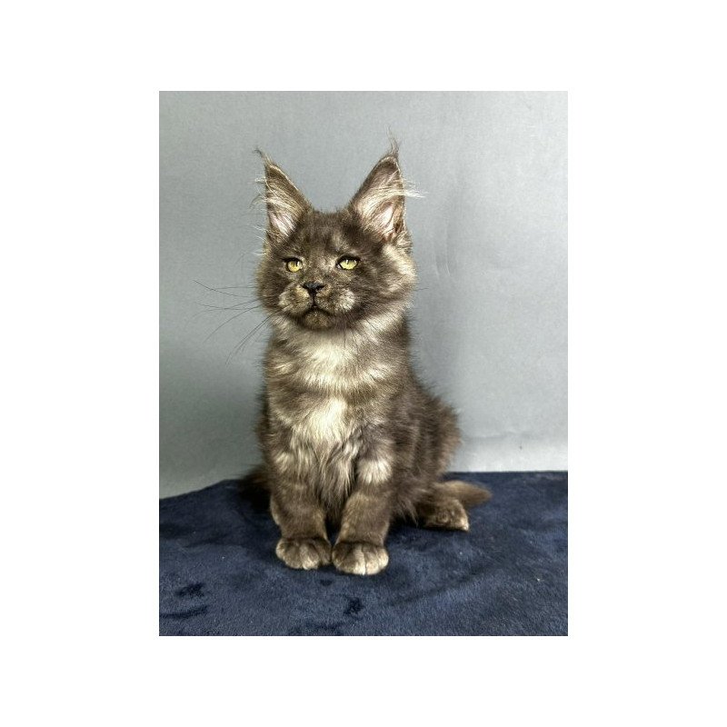 Maine Coon Alva Gordon