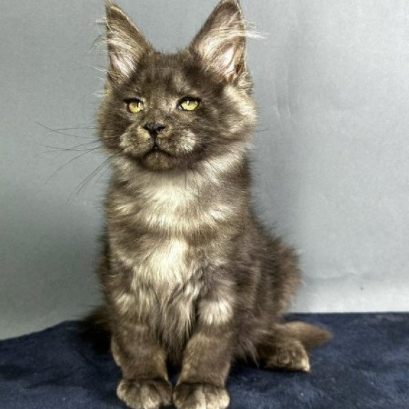 Maine Coon Alva Gordon