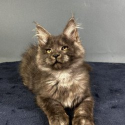 Maine Coon Alva Gordon