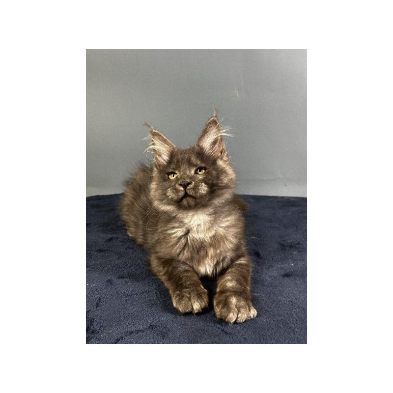Maine Coon Alva Gordon