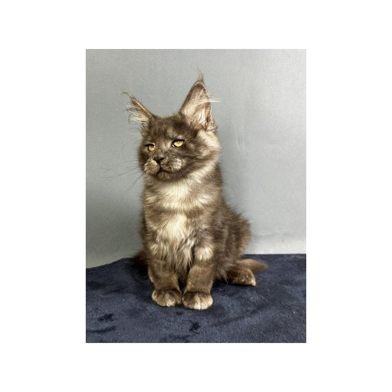 Maine Coon Alva Gordon
