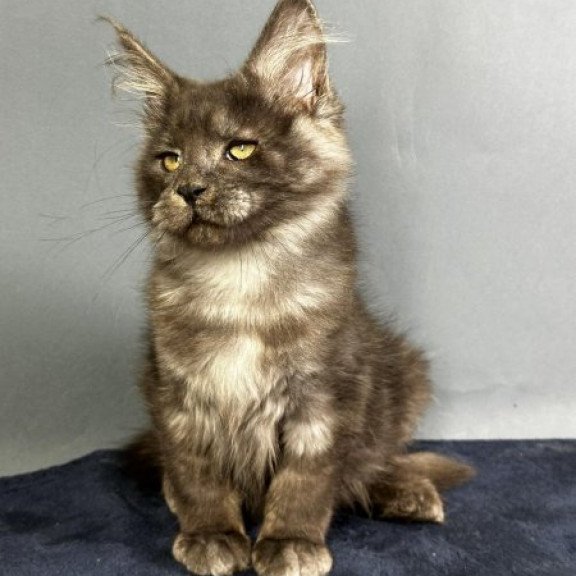 Maine Coon Alva Gordon