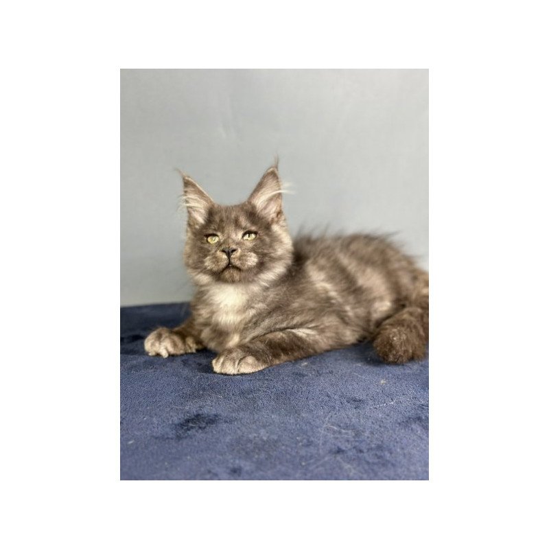 Maine Coon Alva Gordon