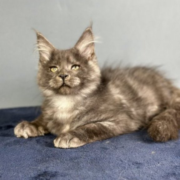 Maine Coon Alva Gordon