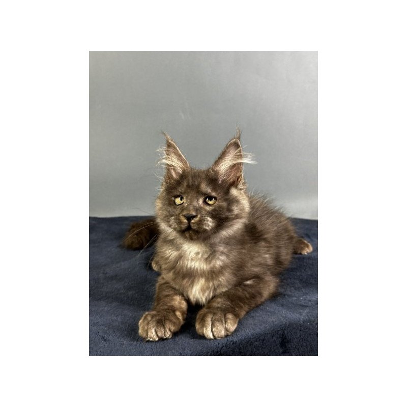 Maine Coon Alva Gordon