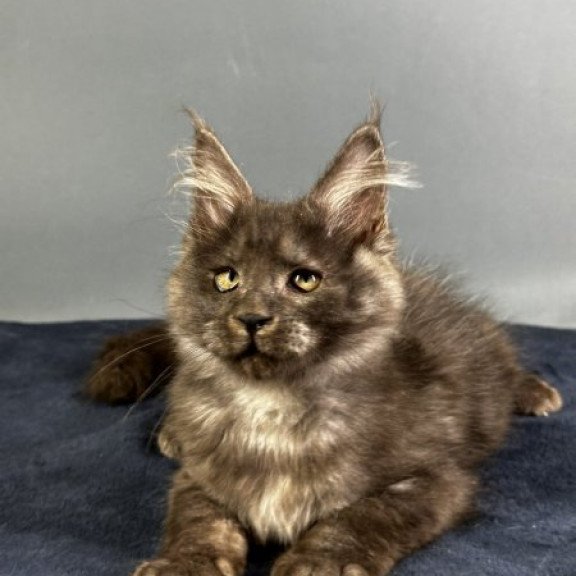 Maine Coon Alva Gordon