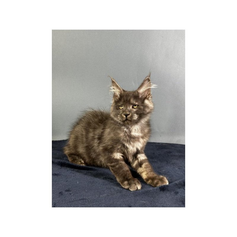 Maine Coon Alva Gordon