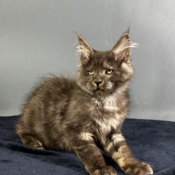 Maine Coon Alva Gordon