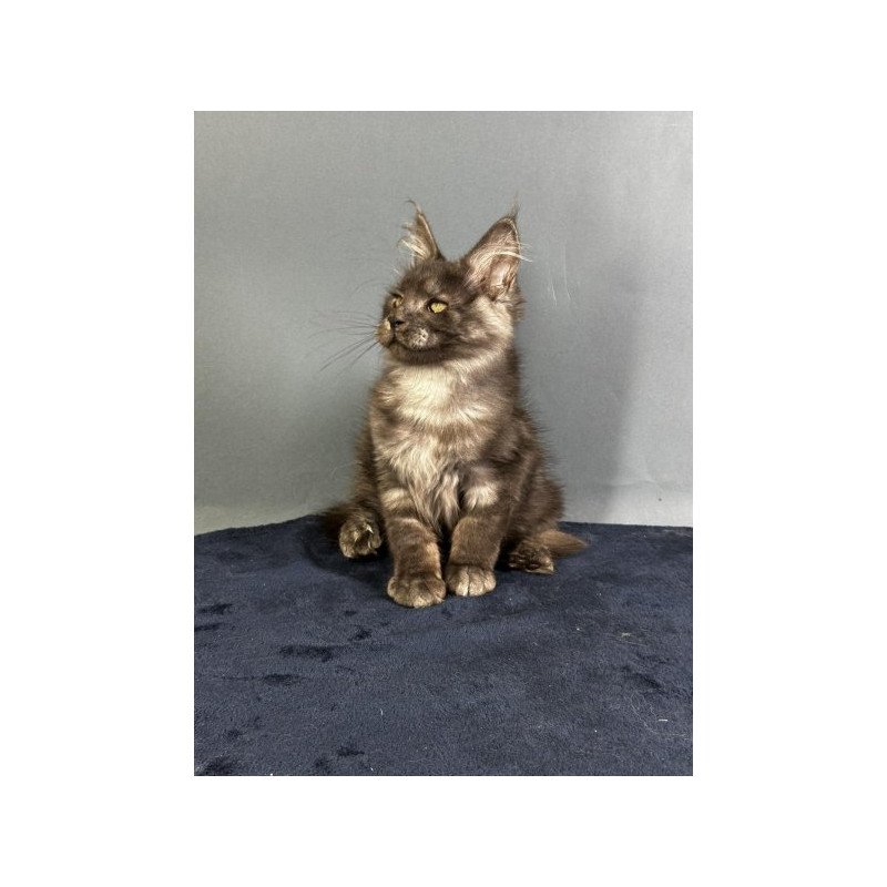 Maine Coon Alva Gordon