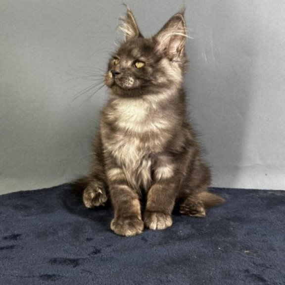 Maine Coon Alva Gordon