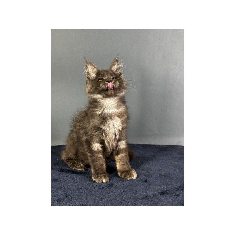 Maine Coon Alva Gordon