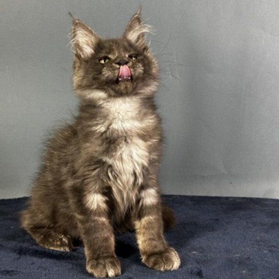 Maine Coon Alva Gordon