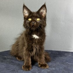 Maine Coon Alva Gucci