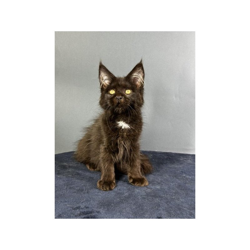Maine Coon Alva Gucci