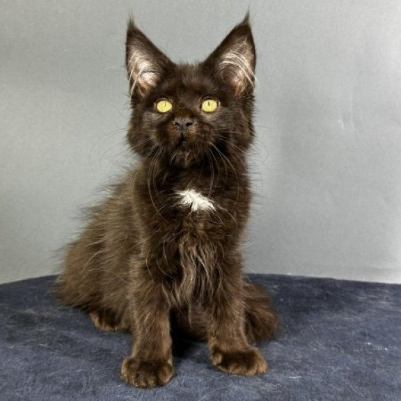 Maine Coon Alva Gucci