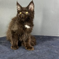 Maine Coon Alva Gucci