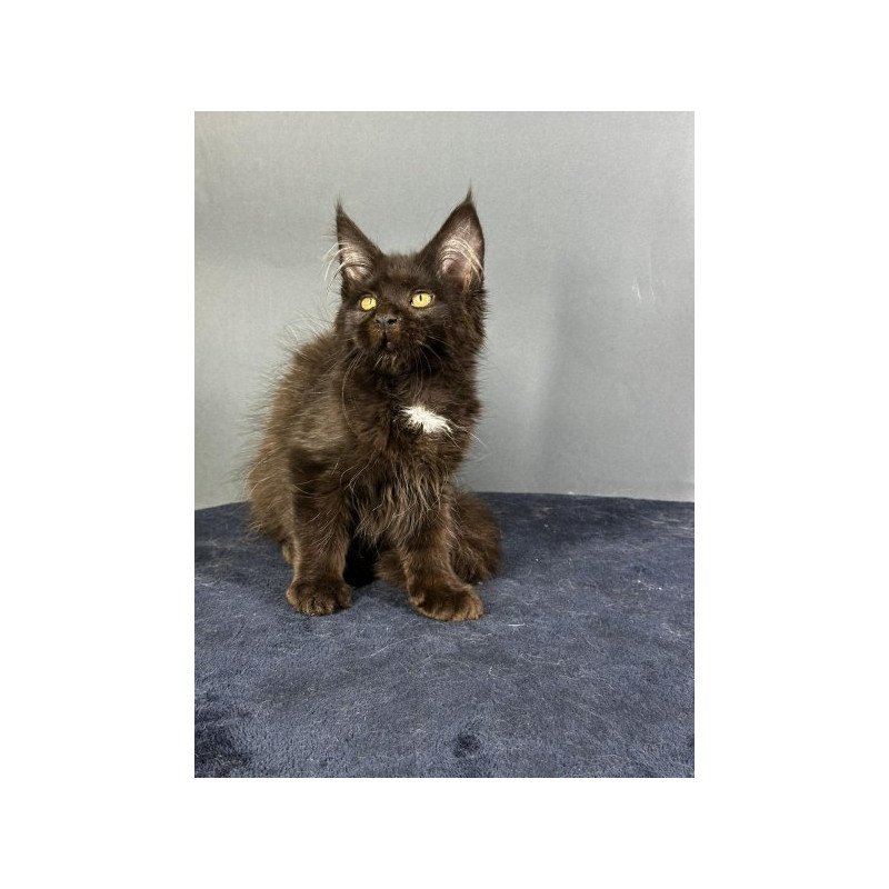 Maine Coon Alva Gucci