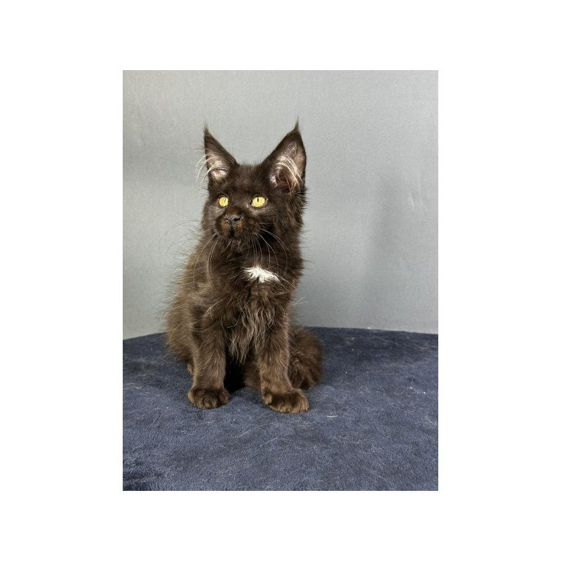 Maine Coon Alva Gucci