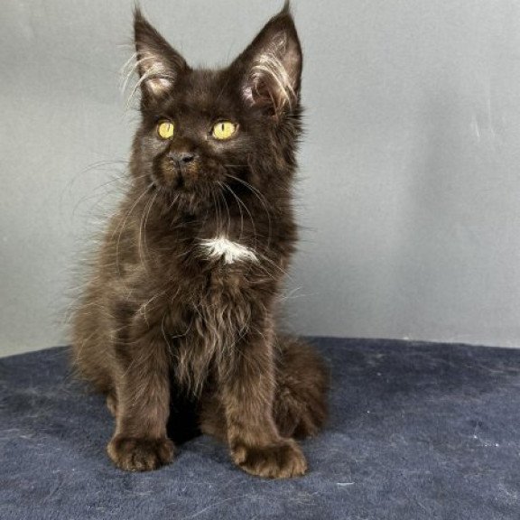 Maine Coon Alva Gucci