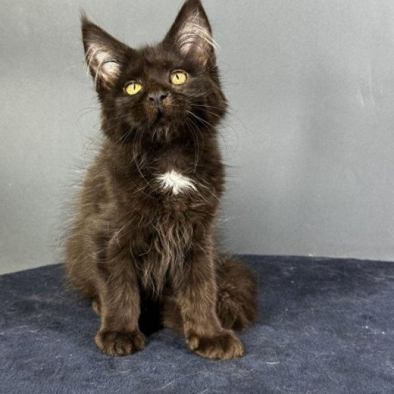 Maine Coon Alva Gucci