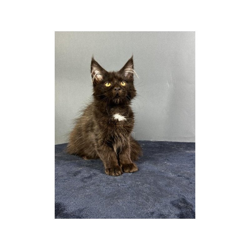Maine Coon Alva Gucci