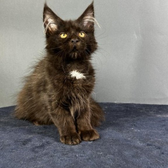 Maine Coon Alva Gucci