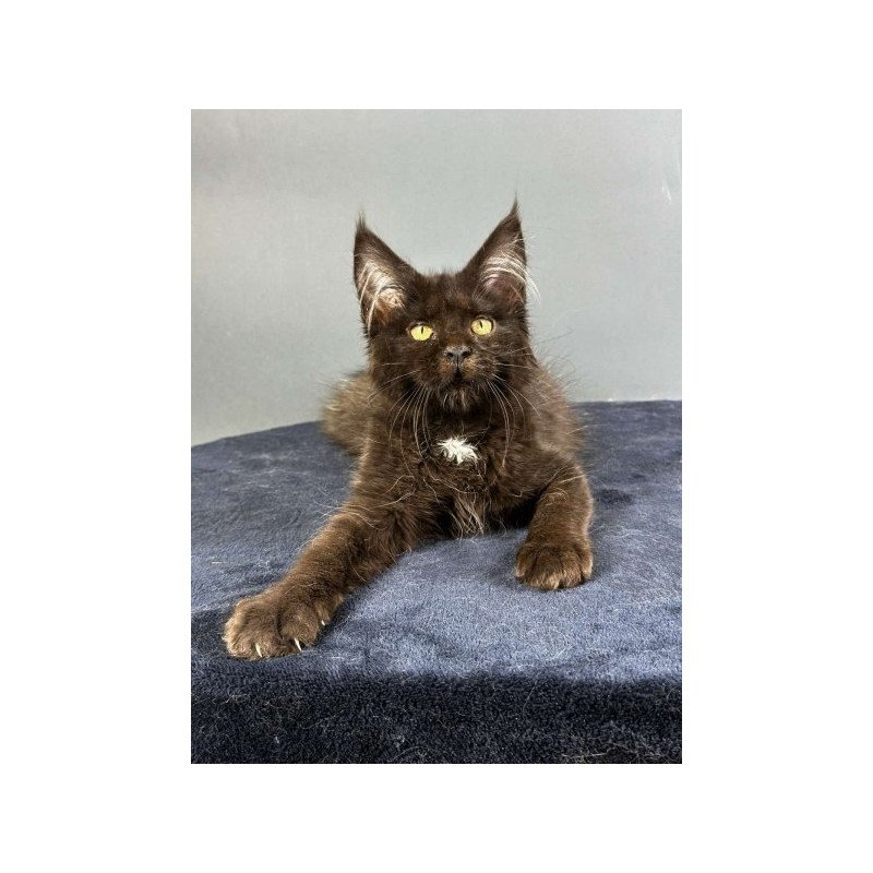 Maine Coon Alva Gucci