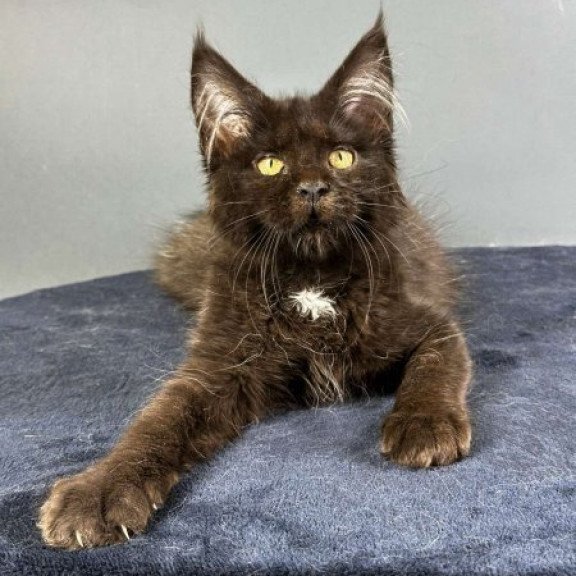 Maine Coon Alva Gucci