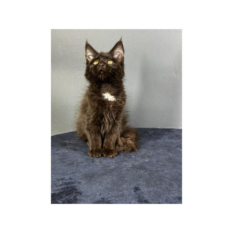 Maine Coon Alva Gucci