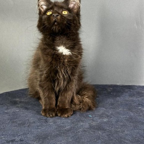 Maine Coon Alva Gucci