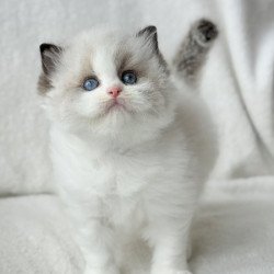 Ragdoll Alva Raichka