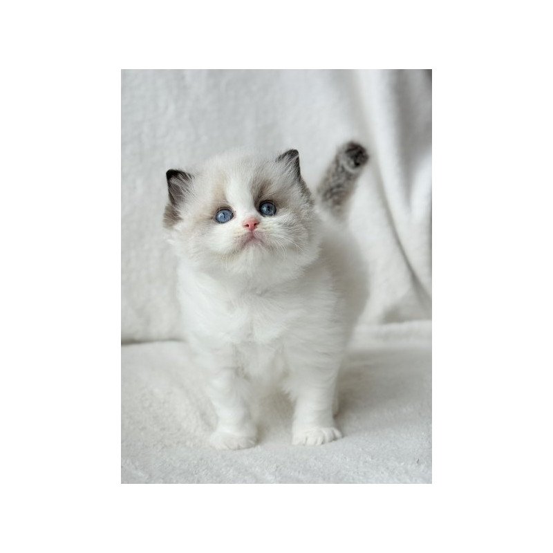 Ragdoll Alva Raichka