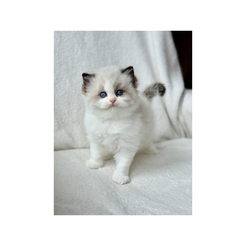 Ragdoll Alva Raichka