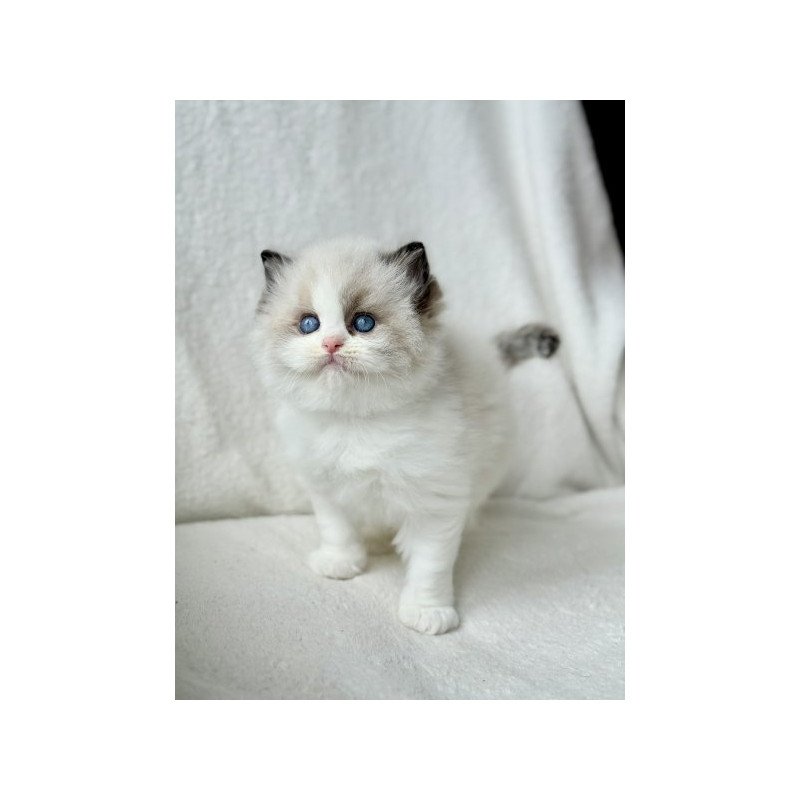 Ragdoll Alva Raichka