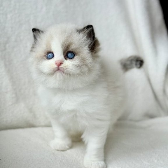 Ragdoll Alva Raichka