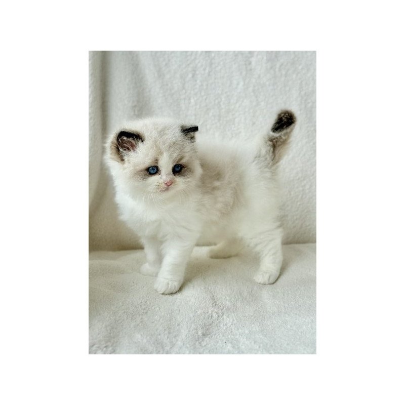 Ragdoll Alva Raichka