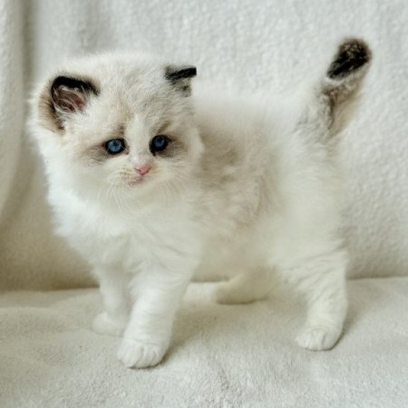 Ragdoll Alva Raichka