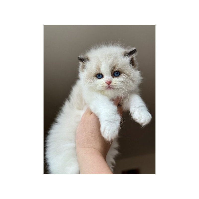 Ragdoll Alva Raichka