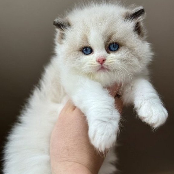 Ragdoll Alva Raichka