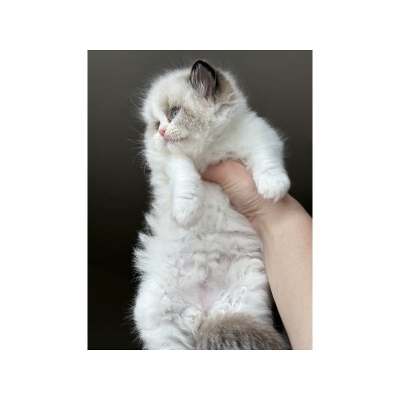 Ragdoll Alva Raichka