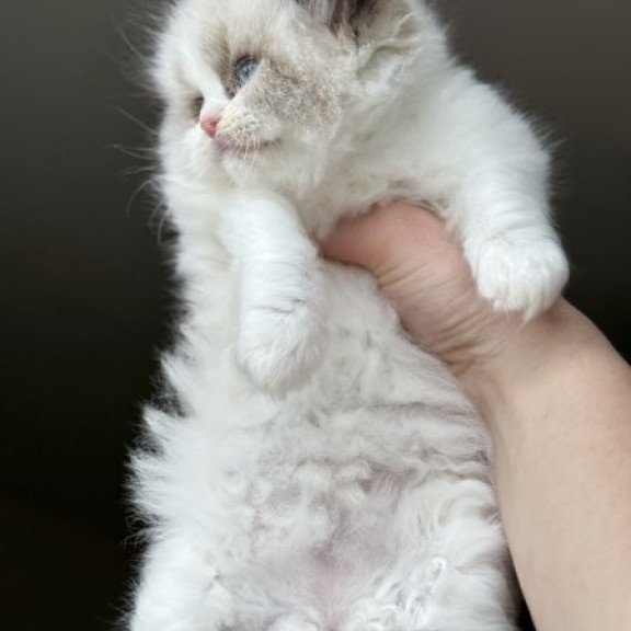 Ragdoll Alva Raichka