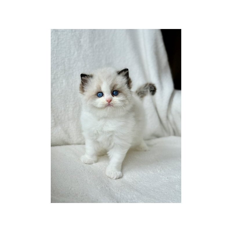 Ragdoll Alva Raichka