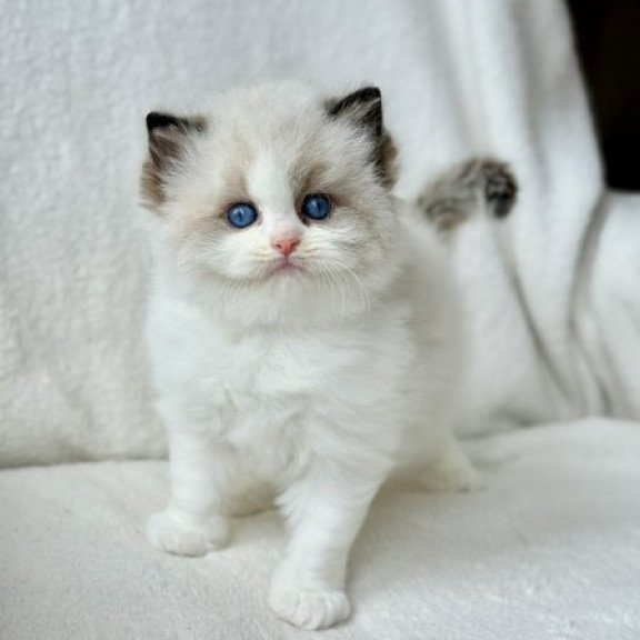 Ragdoll Alva Raichka