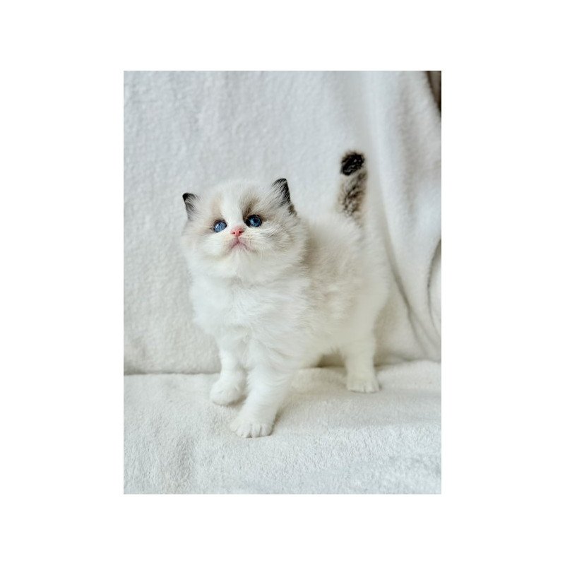 Ragdoll Alva Raichka