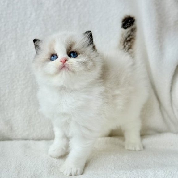 Ragdoll Alva Raichka