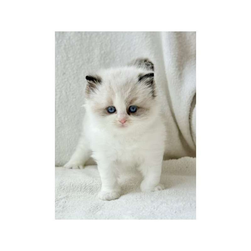 Ragdoll Alva Raichka