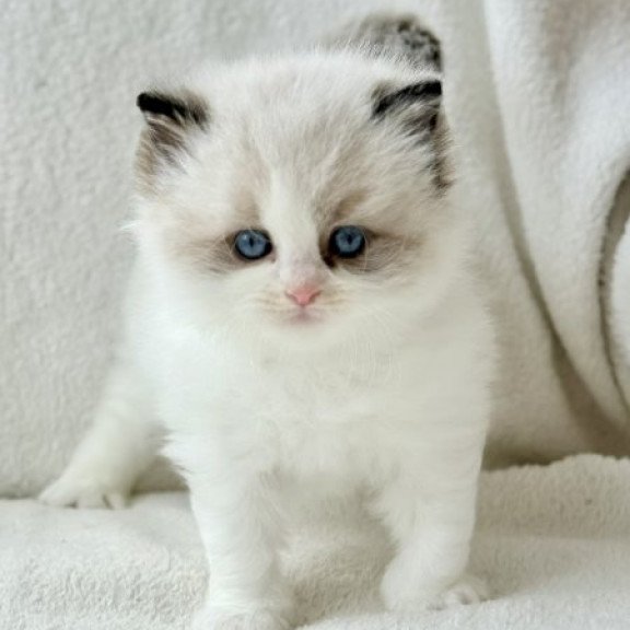 Ragdoll Alva Raichka